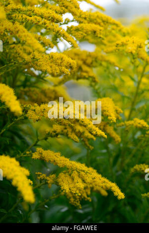 Solidago gigantea primi golden-biella fine liscia oro tre nervata infiorescenza oro giallo fiori floreali RM Foto Stock