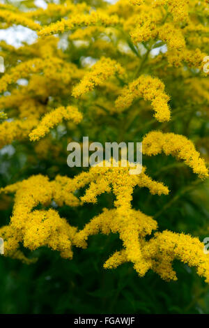 Solidago gigantea primi golden-biella fine liscia oro tre nervata infiorescenza oro giallo fiori floreali RM Foto Stock