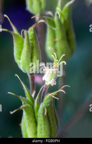 Aquilegia alpina, semi maturano in una capsula, andato alle sementi Foto Stock