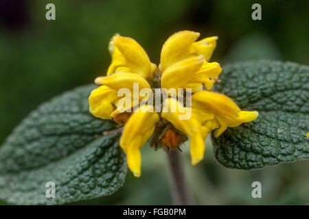 Phlomis cretica, Gerusalemme Salvia Foto Stock