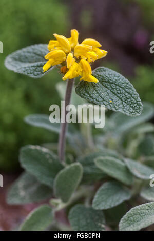 Phlomis cretica, Gerusalemme Salvia Foto Stock