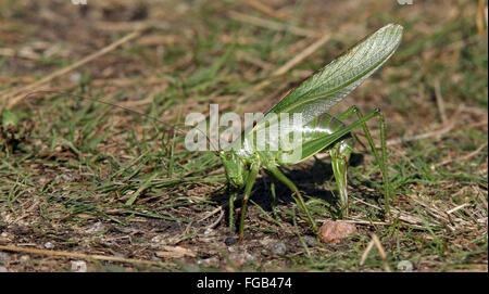 Grande Bush-cricket verde, Katydid, uova di deposizione Foto Stock