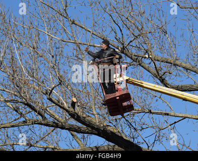 La potatura di alberi utilizzando un sollevatore-braccio. Sega a nastro il taglio di inutili diramazioni dell'albero. Mettendo in ordine di parchi e giardini. Foto Stock