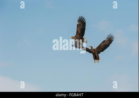 White-tailed eagles, Haliaeetus albicilla, Rausu, offshore Hokkaido, Mare di Ohotsk, Giappone Foto Stock