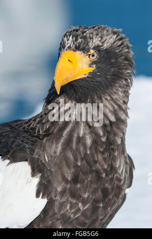 Steller's Sea Eagle, Haliaeetus pelagicus, Rausu, offshore Hokkaido, Mare di Ohotsk, Giappone Foto Stock