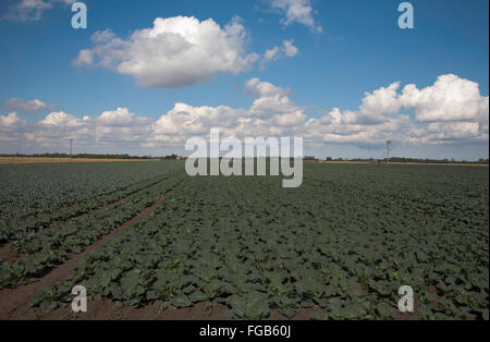 Cumulus cloud passando attraverso un campo di cavolo cappuccio nell'appartamento fen terreno vicino a Boston Lincolnshire Inghilterra Foto Stock