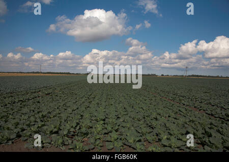 Cumulus cloud passando attraverso un campo di cavolo cappuccio nell'appartamento fen terreno vicino a Boston Lincolnshire Inghilterra Foto Stock