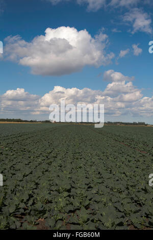 Cumulus cloud passando attraverso un campo di cavolo cappuccio nell'appartamento fen terreno vicino a Boston Lincolnshire Inghilterra Foto Stock