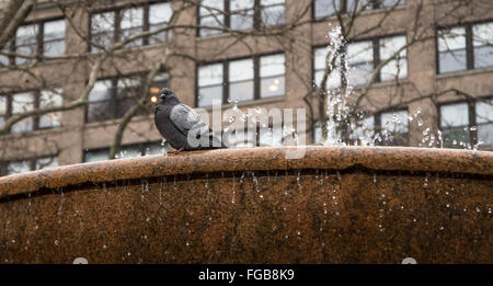 Vista dettagliata del piccione appollaiato e dormire su Josephine Shaw Lowell fontana commemorativa in Bryant Park nella neve in inverno, NYC. Foto Stock