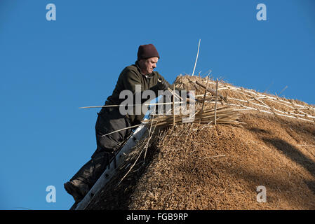 La Thatcher lavorando sul crinale di un tetto di paglia con Hazel Wood longheroni Foto Stock