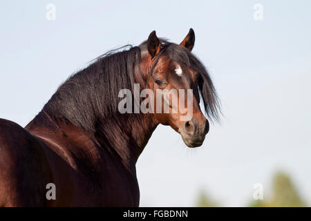 Paso Fino. Ritratto di bay stallone. Germania Foto Stock