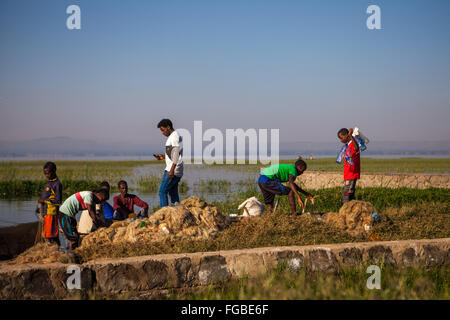 I pescatori si riuniscono per scaricare il loro pesce in la mattina presto il sole, sulle rive del lago di Hawassa, Etiopia Africa Foto Stock