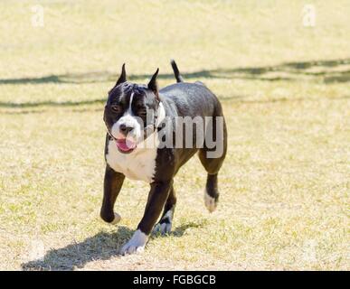 Un piccolo, belle, giovani, il nero e il bianco American Staffordshire Terrier passeggiate sull'erba cercando giocoso e allegro. Il suo Foto Stock