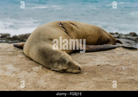 Letto singolo Sea Lion su rocce con la prova di una lesione cicatrizzata Foto Stock