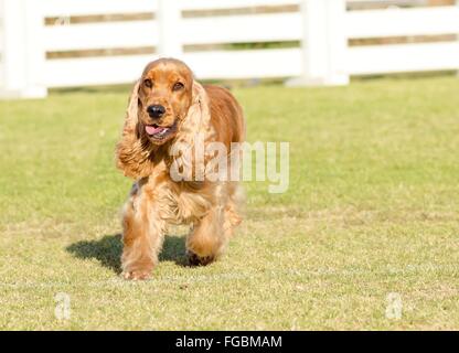 Un piccolo, giovane bella fulvo, rosso inglese Cocker Spaniel cane a camminare sull'erba, con il suo mantello agganciato in un film tagliato, looki Foto Stock
