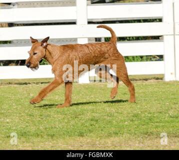 Una vista di profilo di una giovane e bella, rosso, tan Terrier Irlandesi camminare sull'erba. Il rosso irlandese terrier è di medie dimensioni cane, Foto Stock