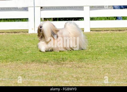 Una vista di profilo di un piccolo giovane di colore marrone chiaro, fulvo, beige, grigio e bianco Lhasa Apso cane con un lungo cappotto setosa in esecuzione sul gras Foto Stock