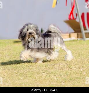 Una vista di profilo di un nero, grigio e bianco petit chien lion (little lion dog) passeggiate sull'erba. Lowchen ha un lungo cappotto ondulata Foto Stock