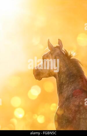 Arabian Horse. Ritratto di giovane stallone grigio nella luce della sera. Egitto Foto Stock