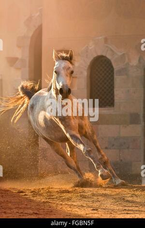 Arabian Horse. Giovane stallone grigio nella luce della sera, al galoppo in un paddock. Egitto Foto Stock