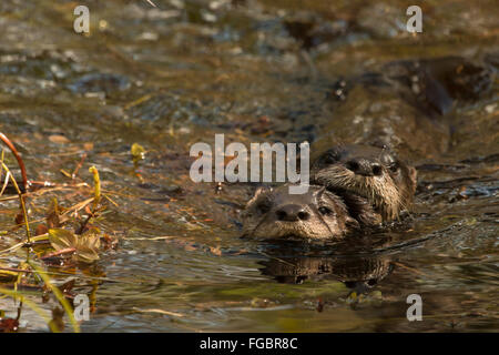 Coppia di accoppiamento del Nord America Lontra di fiume nuoto insieme - Lutra canadensis Foto Stock