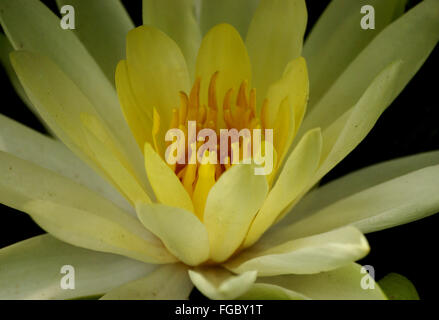 Nymphaea mexicana, giallo ninfee, messicano ninfee pianta acquatica con circolare di foglie e fiori di colore giallo Foto Stock