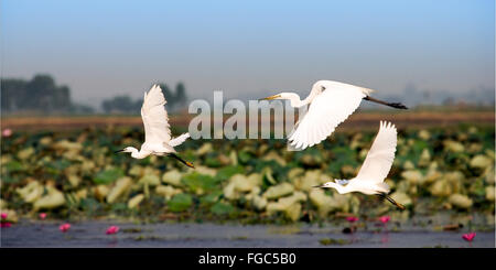 Airone bianco battenti in natura su lotus swamp Foto Stock