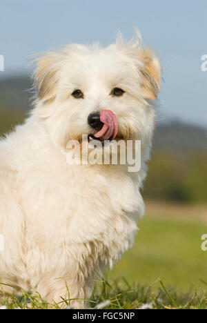Coton de Tuléar. Cane adulto seduto su un prato, leccare oltre il suo naso. Germania Foto Stock