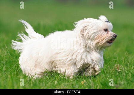 Havanese. Cane adulto in esecuzione su un prato. Germania.. Foto Stock