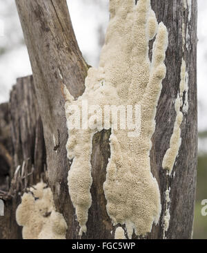 Grande corpo fruttifero di Australian Polypore funghi che crescono su Spotted Gum di eucalipti moncone dopo la pioggia Foto Stock
