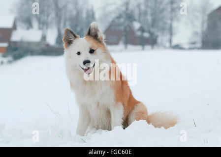 Sheepdog islandese. Adulto seduto nella neve. Germania. Foto Stock