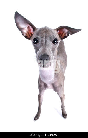 Levriero Italiano. Cane adulto in piedi. Studio Immagine contro uno sfondo bianco. Germania Foto Stock