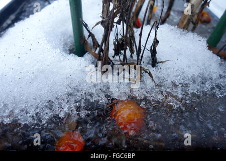 Conseguenze della tempesta di neve Jonas - congelati giardino, costa orientale, STATI UNITI D'AMERICA Foto Stock