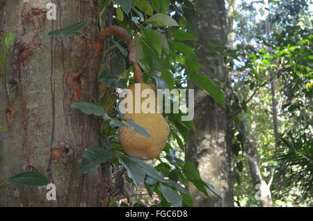 Un Jackfruit (Artocarpus heterophyllus), crescendo nei giardini del Parque Lage, Rio de Janeiro, Brasile Foto Stock