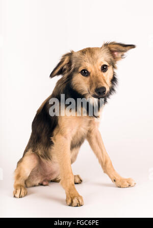 Razza cane ritratto in studio Foto Stock