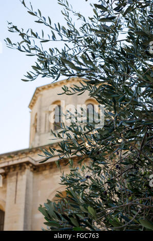 Albero di olivo nella motivazione del Rocher des Doms gardens/ park di Avignone, regione della Provenza, Francia Foto Stock