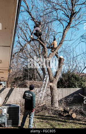 Una rimozione alberi equipaggio taglia un grande albero di cenere da dietro una residenza nella città di Oklahoma, Oklahoma, Stati Uniti d'America. Foto Stock