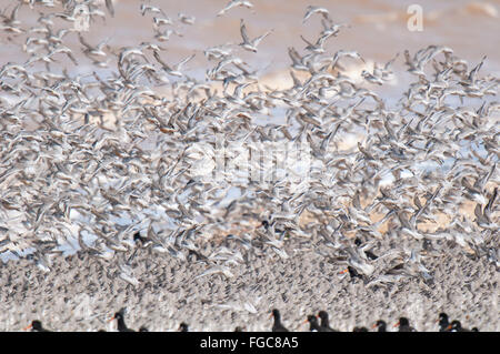 Un grande gregge di nodo (Calidris canutus) prendendo il largo da una spiaggia a bordo dell'Humber Estuary al punto di disprezzare, Est Yorkshir Foto Stock