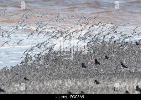 Un grande gregge di nodo (Calidris canutus) prendendo il largo da una spiaggia a bordo dell'Humber Estuary al punto di disprezzare, Est Yorkshir Foto Stock