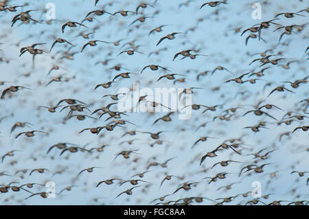 Un grande gregge di nodo (Calidris canutus) in volo sopra la Humber Estuary al punto di disprezzare, East Yorkshire. Settembre. Foto Stock