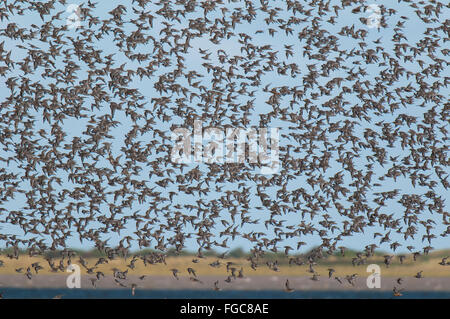 Un grande gregge di nodo (Calidris canutus) in volo sopra la Humber Estuary al punto di disprezzare, East Yorkshire. Settembre. Foto Stock