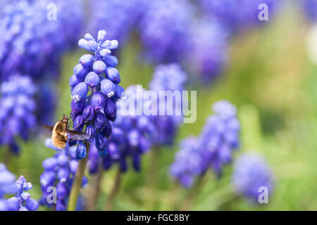 Close up di un ape in un giardino di blu uva fiori di giacinto Foto Stock