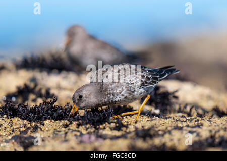 Purple sandpiper (Calidris maritima) adulto rovistando sulle rocce di Filey Brigg nel North Yorkshire. Settembre. Foto Stock