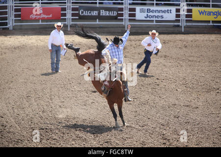 Calgary Stampede strappi Bronc e Cowboy Rodeo di concorrenza Foto Stock