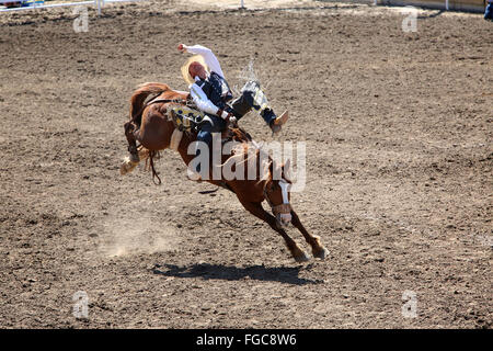 Calgary Stampede strappi Bronc riding selvatici Rodeo Foto Stock