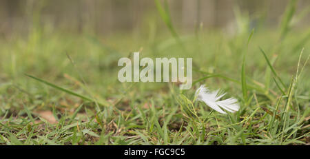 Bianca peluria Feather soffiando nel vento su erba verde sullo sfondo Foto Stock