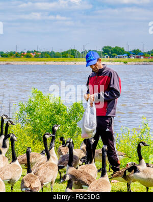 Un uomo alimenta Oche del Canada sulla riva del lago Hefner; Oklahoma City, Oklahoma, Stati Uniti d'America. Foto Stock