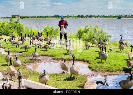 Un uomo alimenta Oche del Canada sulla riva del lago Hefner; Oklahoma City, Oklahoma, Stati Uniti d'America. Foto Stock