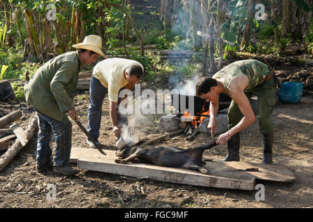 Gli agricoltori rimozione dei capelli da un maiale, la Valle de los Ingenios (Valle dei Mulini di zucchero), Trinidad, Cuba Foto Stock