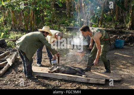 Gli agricoltori rimozione dei capelli da un maiale, la Valle de los Ingenios (Valle dei Mulini di zucchero), Trinidad, Cuba Foto Stock